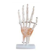 Ligament Hand Joint Anatomical Model with Natural Size